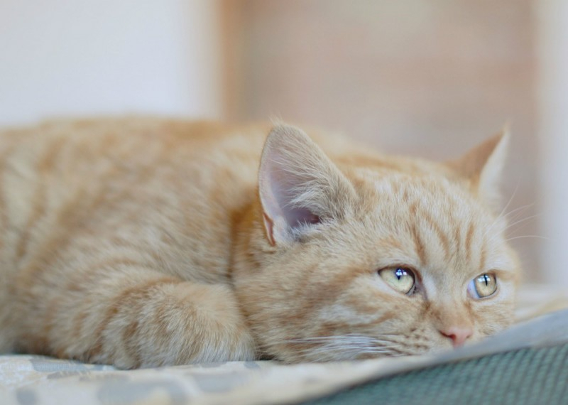 «Рвут шерсть и умирают от инсульта»: зоопсихолог о чувствах питомцев во время разлуки с хозяином