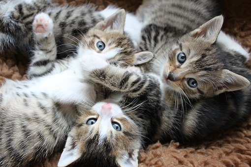 Госдума хочет отменить кировские правила на ограничение количества кошек и собак в квартире