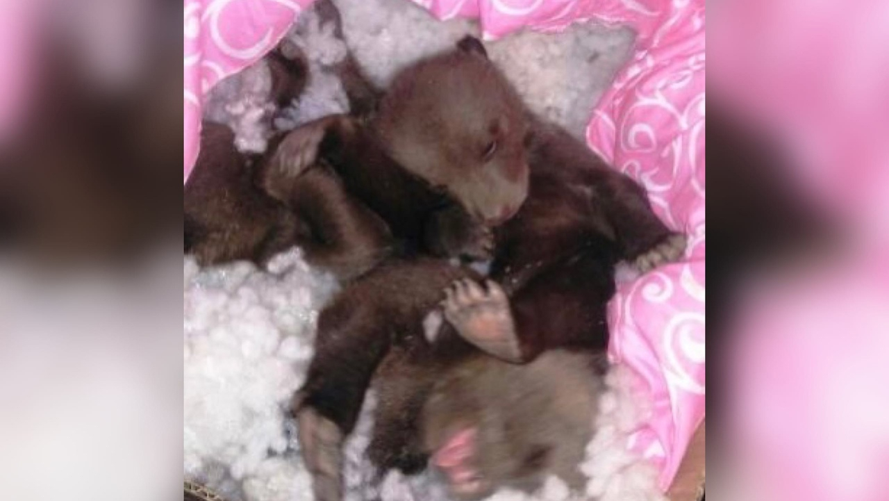 В Кировской области нашли оставленных матерью медвежат