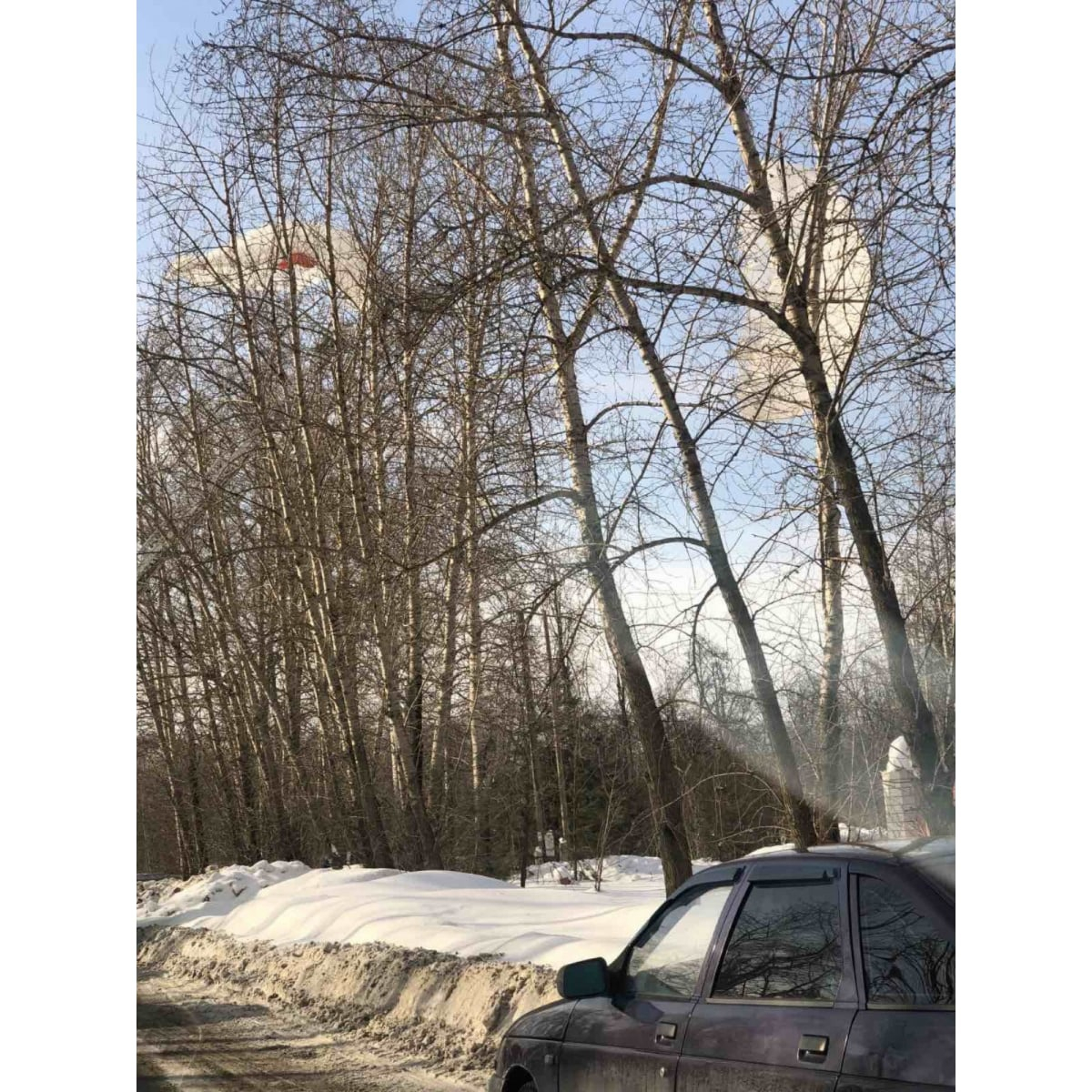 В Порошино парашютист приземлился на дерево: его спасли пожарные