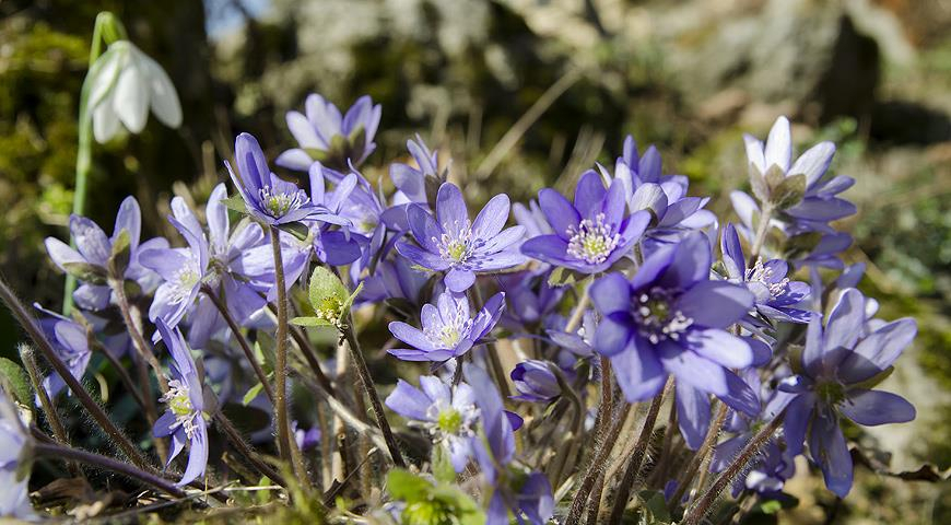 Народные синоптики рассказали, каким может быть апрель 2021 года в Кировской области