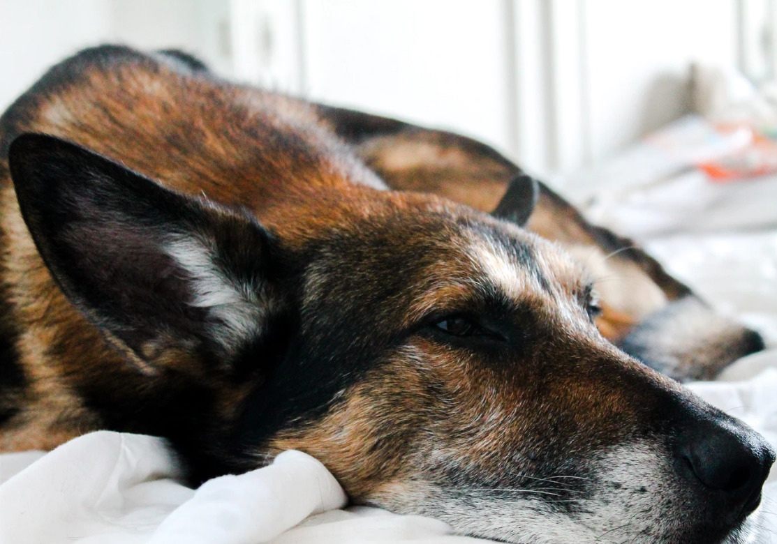 Близнецы уйдут в себя, а Ракам нельзя делиться секретами: гороскоп на среду