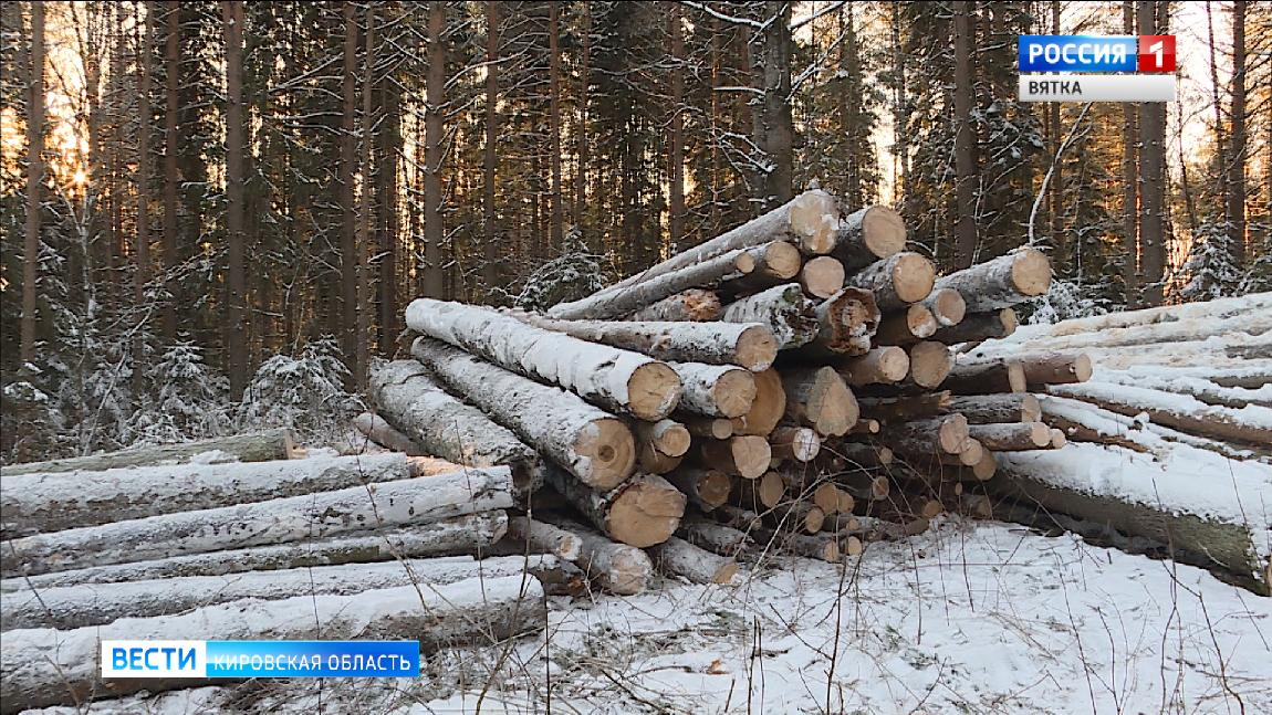 Возбуждено уголовное дело после вырубки леса в Порошино на 4,8 млн рублей