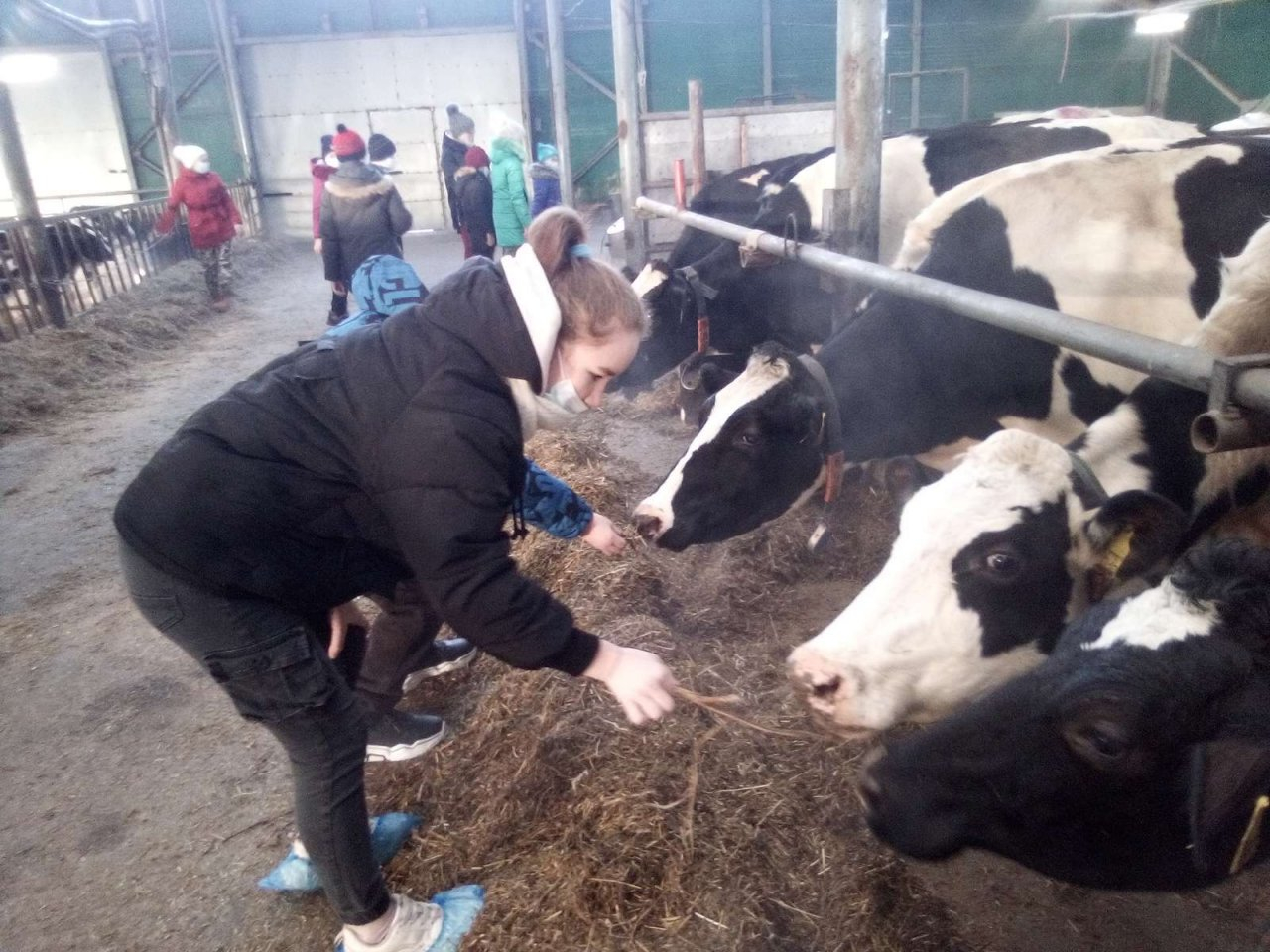 На роботизированной молочной ферме в Кировской области коровы доятся сами
