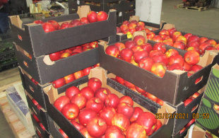 В Кирове уничтожили больше тонны яблок