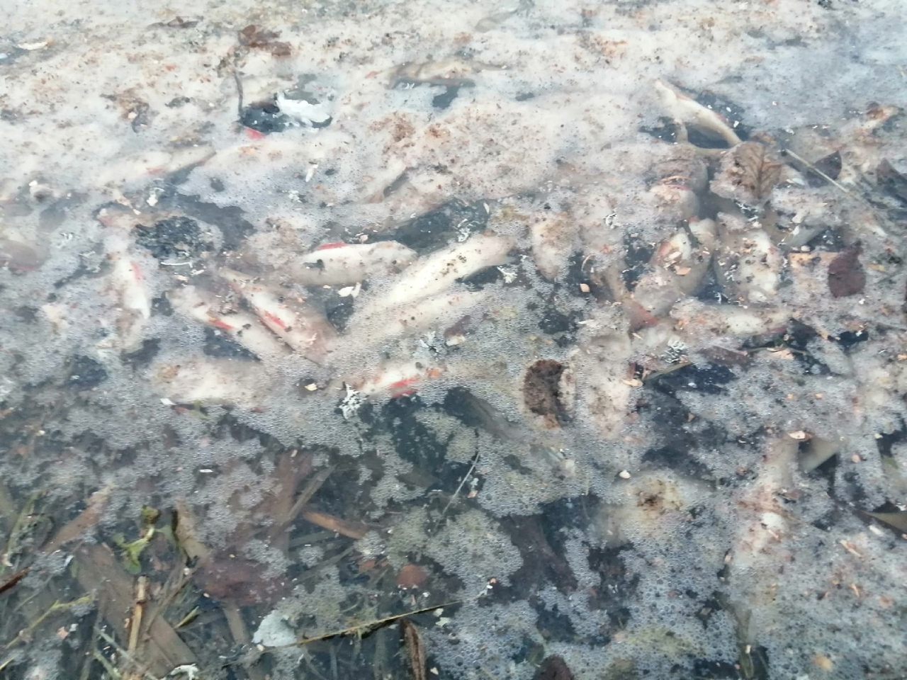 В Кировской области в пруду умерли все рыбы