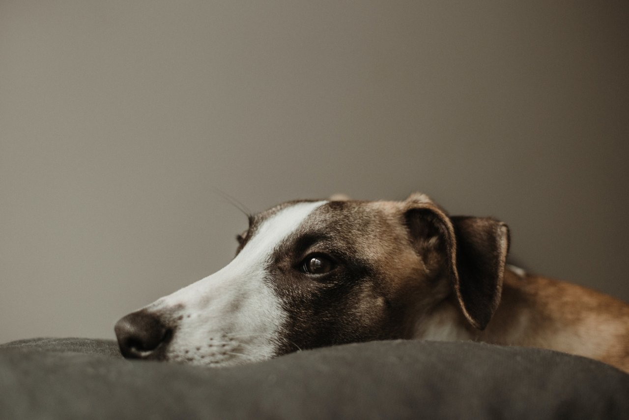 В жизни Львов - новый этап, а Стрельцам нужно быть осмотрительнее: гороскоп на вторник