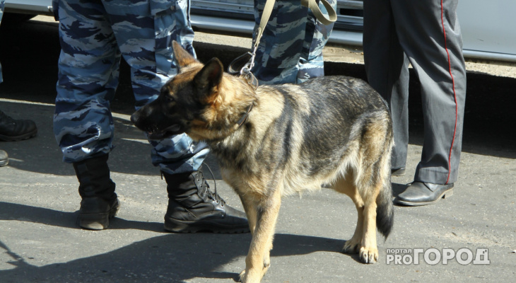 В Кировской области ищут новых владельцев для служебных собак