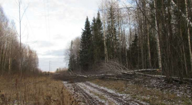Жителя Кировской области придавило деревом насмерть