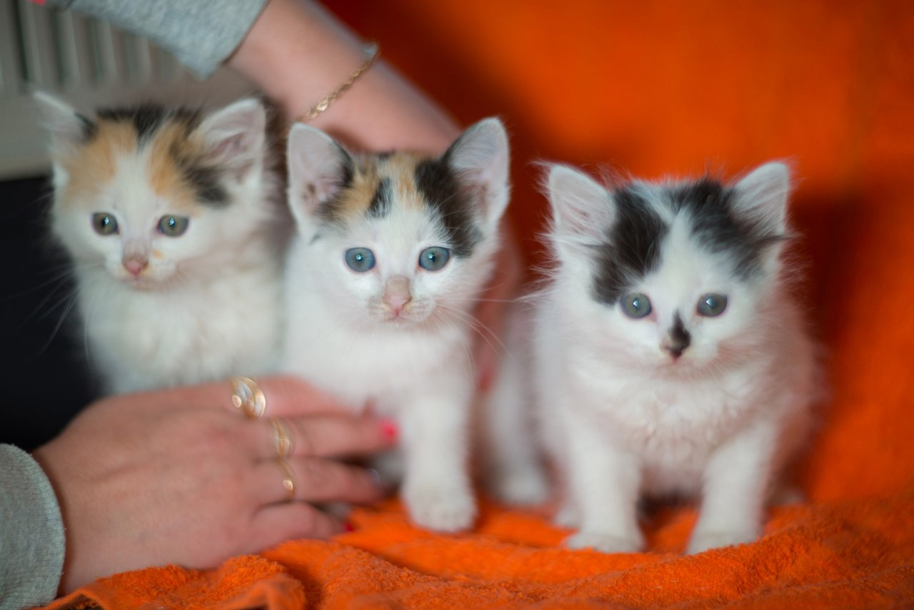 Козероги захотят уединиться, а Раки будут искать «перчинку» в отношениях: гороскоп на воскресенье