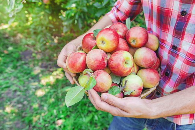 Большое поступление плодово-ягодных культур в «Садовнике»