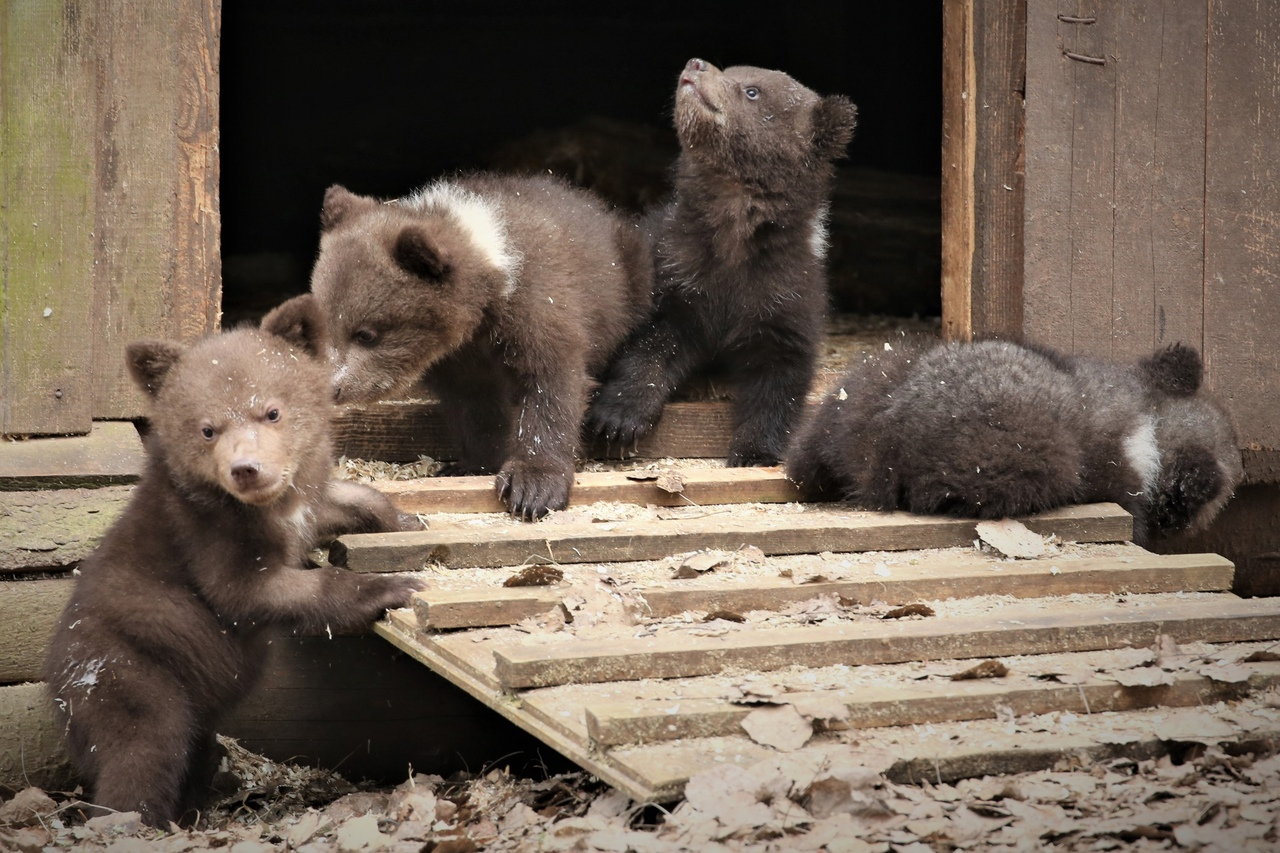 Трех  медвежат, найденных в Опаринском районе, перевезли в лес