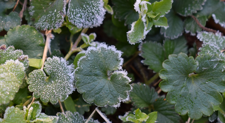 Что обсуждают в Кирове: ночные заморозки и попавший под поезд пенсионер