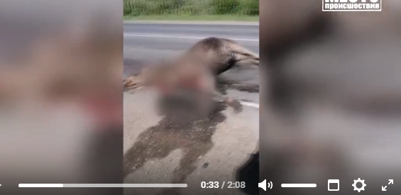 Неизвестный насмерть сбил лося на трассе в Кировской области и скрылся