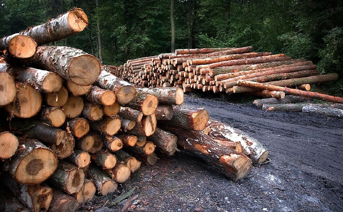 Жители Советского района обвиняются в незаконной рубке леса более чем на 6 млн рублей
