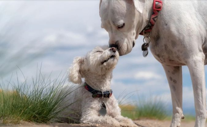 Львов ждут любовные перемены, а Тельцов поиск душевного комфорта: гороскоп на неделю