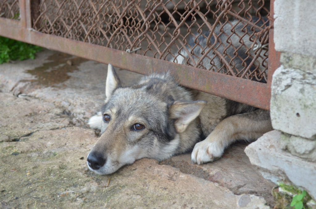 Зоозащитники получили здание в Радужном для открытия собачьего приюта