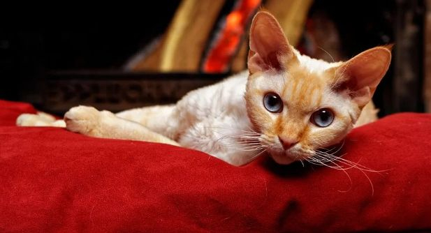 Раков ждет сюрприз, а Скорпионов романтическое приключение: гороскоп на воскресенье