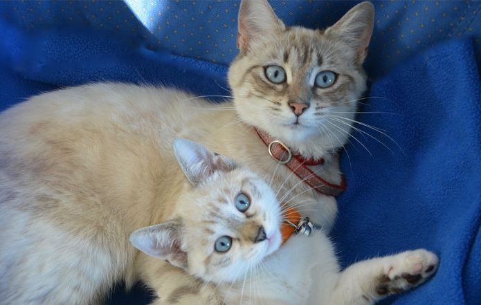 Близнецы спрячутся на работе, а Девы присмотрятся к новым знакомым: гороскоп на неделю