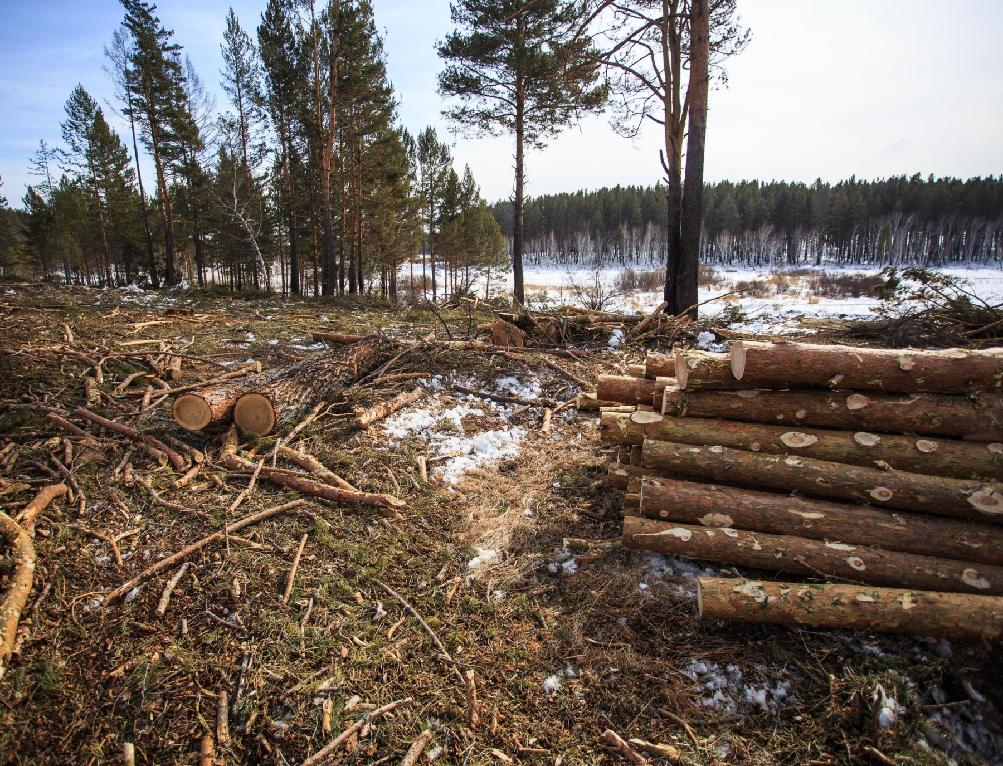Пенсионер из Кировской области незаконно вырубил лес на 430 тысяч рублей