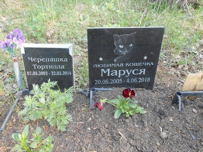 Что будет, если похоронить домашнее животное на садовом участке?