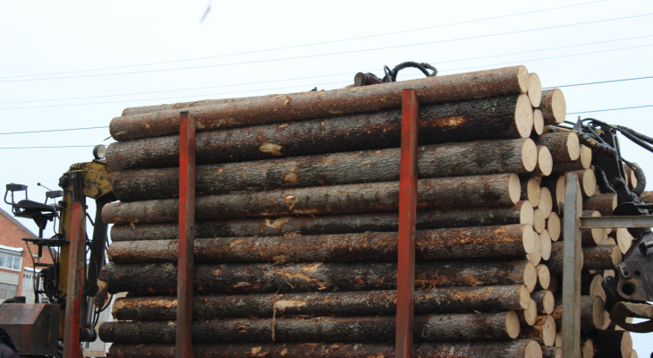 В Афанасьевском районе незаконно вырубили лес на полмиллиона рублей