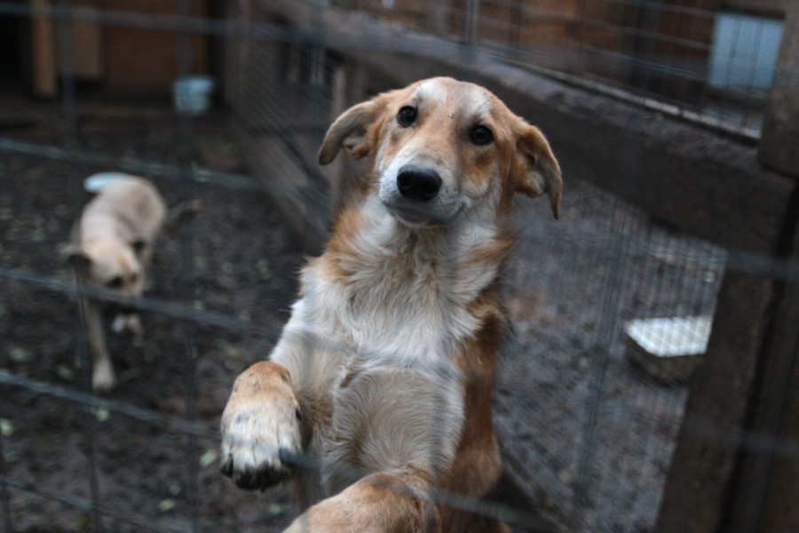 «Дай лапу, друг!»: поможем бездомным животным вместе