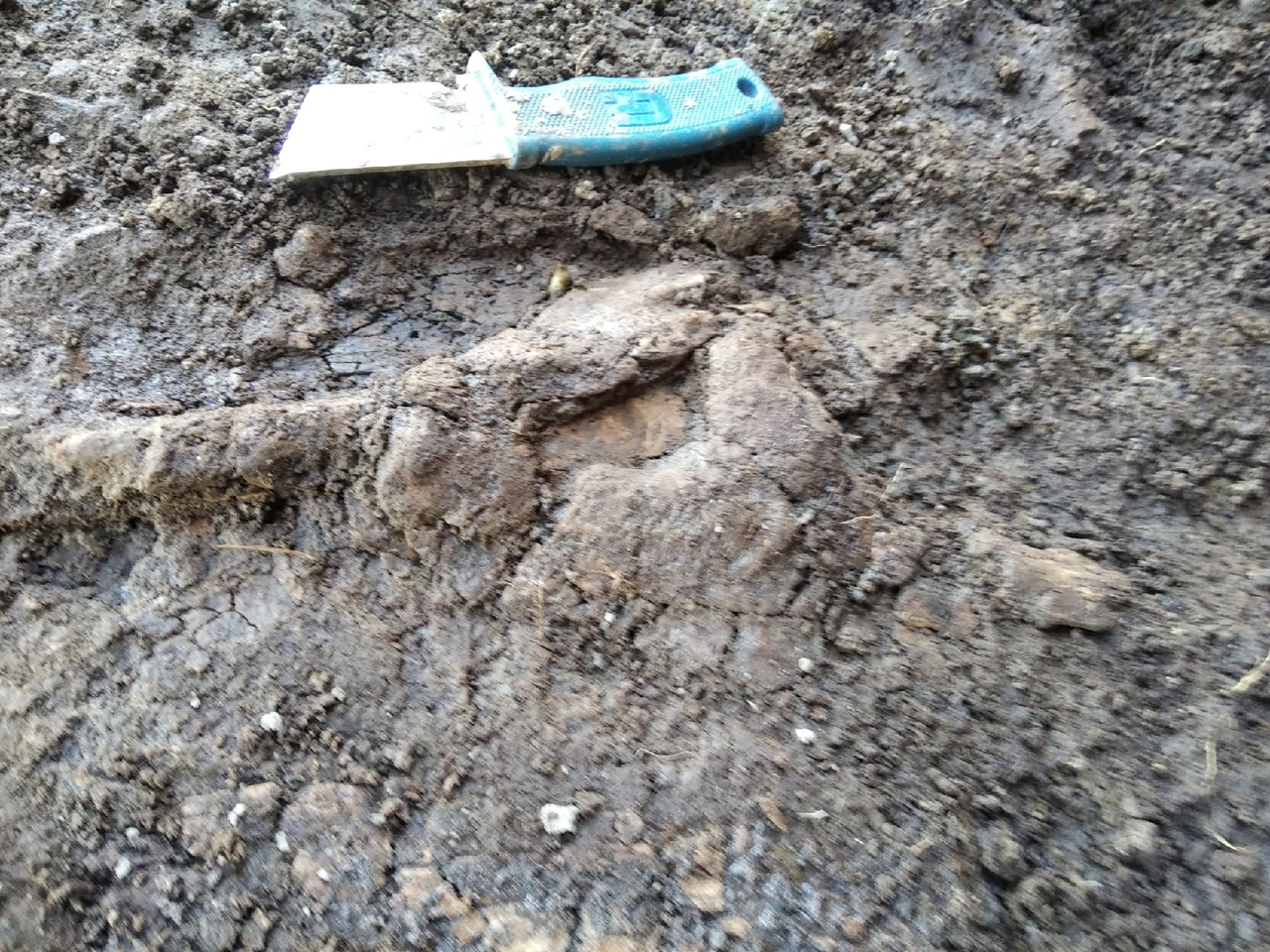 На севере Кировской области мужчина обнаружил останки древнего пресмыкающегося