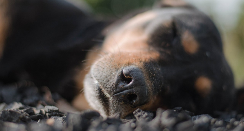 Скорпионов ждет затишье перед бурей, а Ракам нельзя тратиться: гороскоп на среду