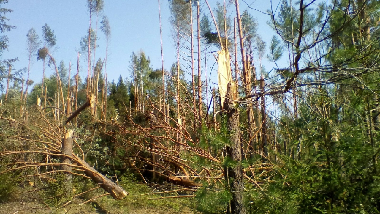 Ураганный ветер повалил лес в Унинском районе