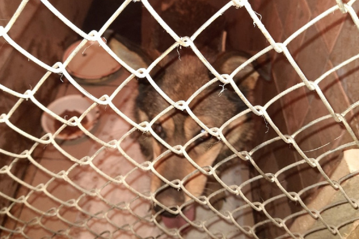 В Кирове волонтеры спасли собаку, упавшую в очистные сооружения в заброшенном доме