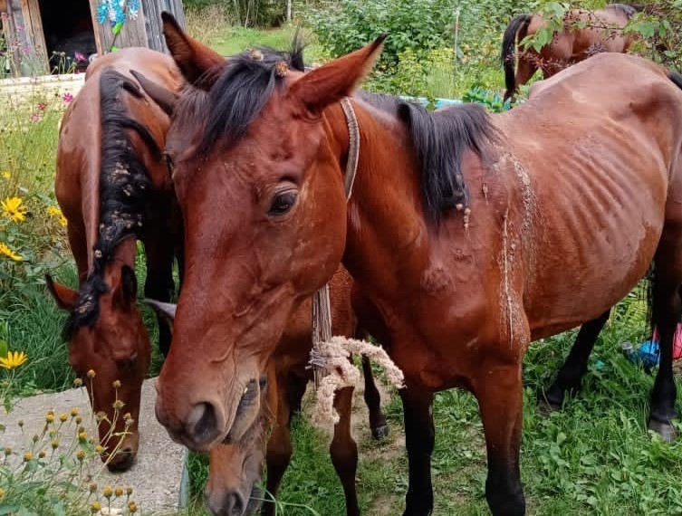 Голодные и худые: в Кировской области разыскивают хозяина истощенных лошадей