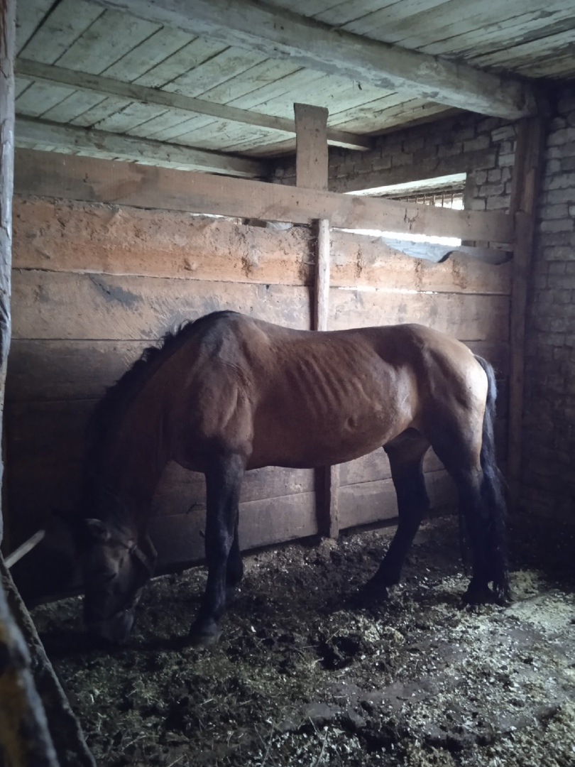 Жители Кировской области собирают корм для лошадей из конюшни Нолинска