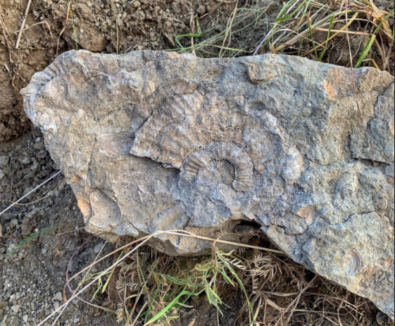 Кировский блогер нашел в деревне окаменелые останки древних моллюсков