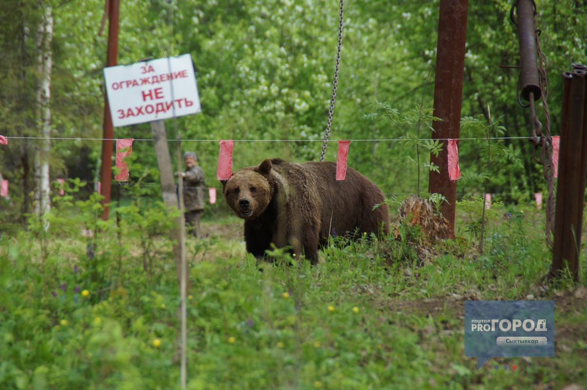 Кировский охотник добыл медведя весом 200 килограммов