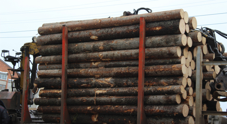Из Кировской области пытались вывезти 87 кубометров зараженной лесопродукции