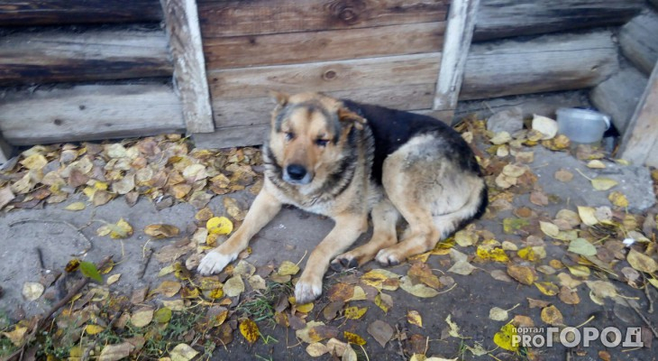 В Кирове неравнодушные спасли от нападения собаки двух сестер