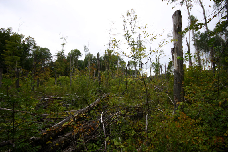 В Кировской области обследуют леса после ветровалов