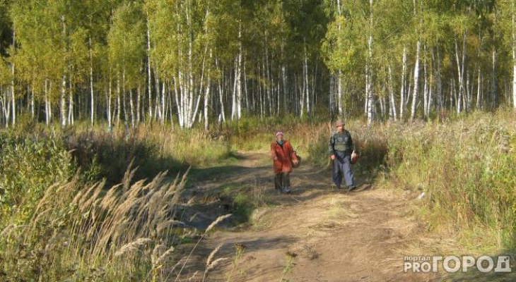 В Кировской области нашли пропавшего в лесу 67-летнего грибника