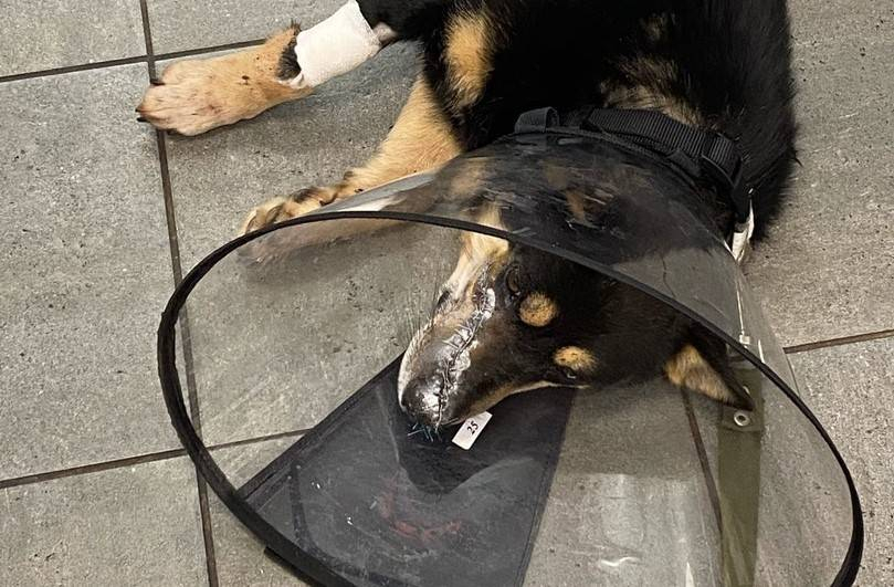 Полиция не завела уголовное дело из-за травмированного газонокосилкой пса в Кировской области