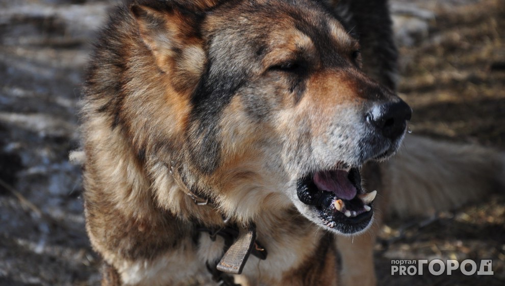 В Вятскополянском районе у собаки подтвердилось бешенство