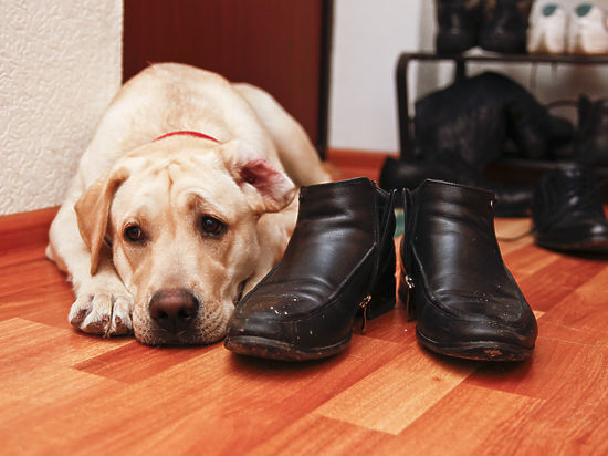 Кто заботится о питомцах кировчан, если их положили в больницу?