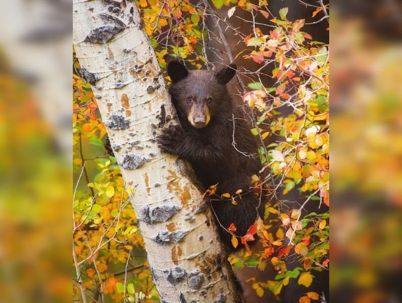 В Вятскополянском районе медведь разорвал мужчине лицо