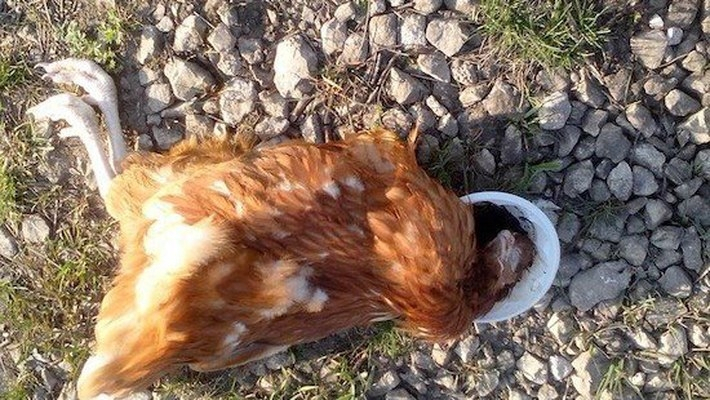 На птицефабрике в Кировской области зафиксирована массовая гибель птицы