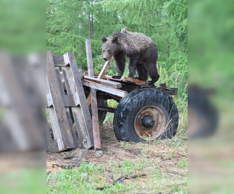 Семейство медведей держит в страхе целый город в Кировской области