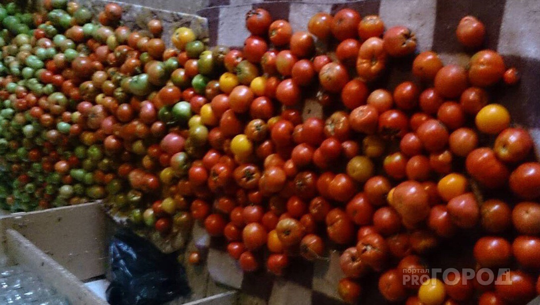 В Кирове уничтожили 1,3 тонны «небезопасных» томатов