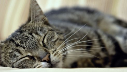 Где хоронить животных зимой?