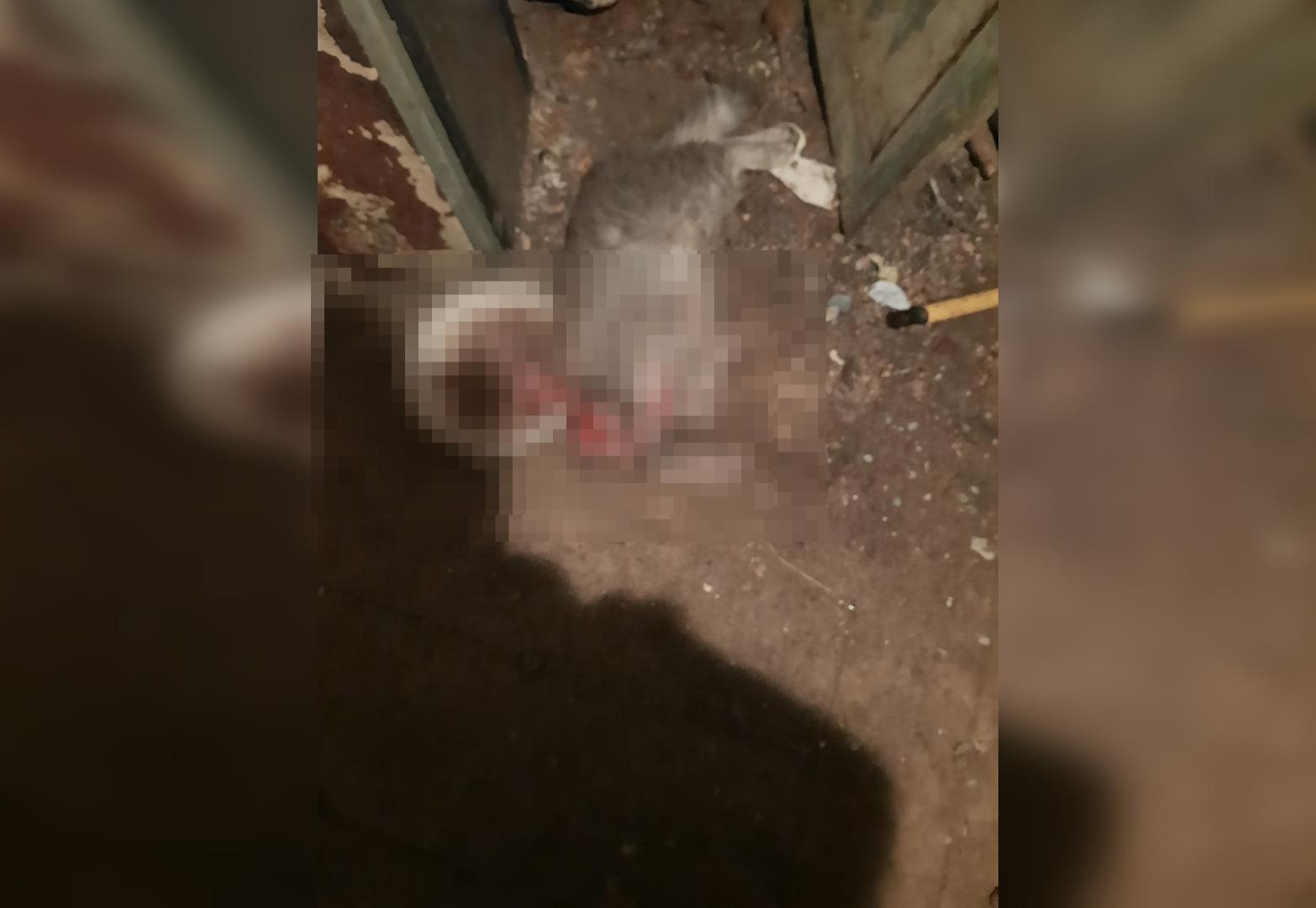 В Кирове женщина нашла у своего дома тело кота без головы