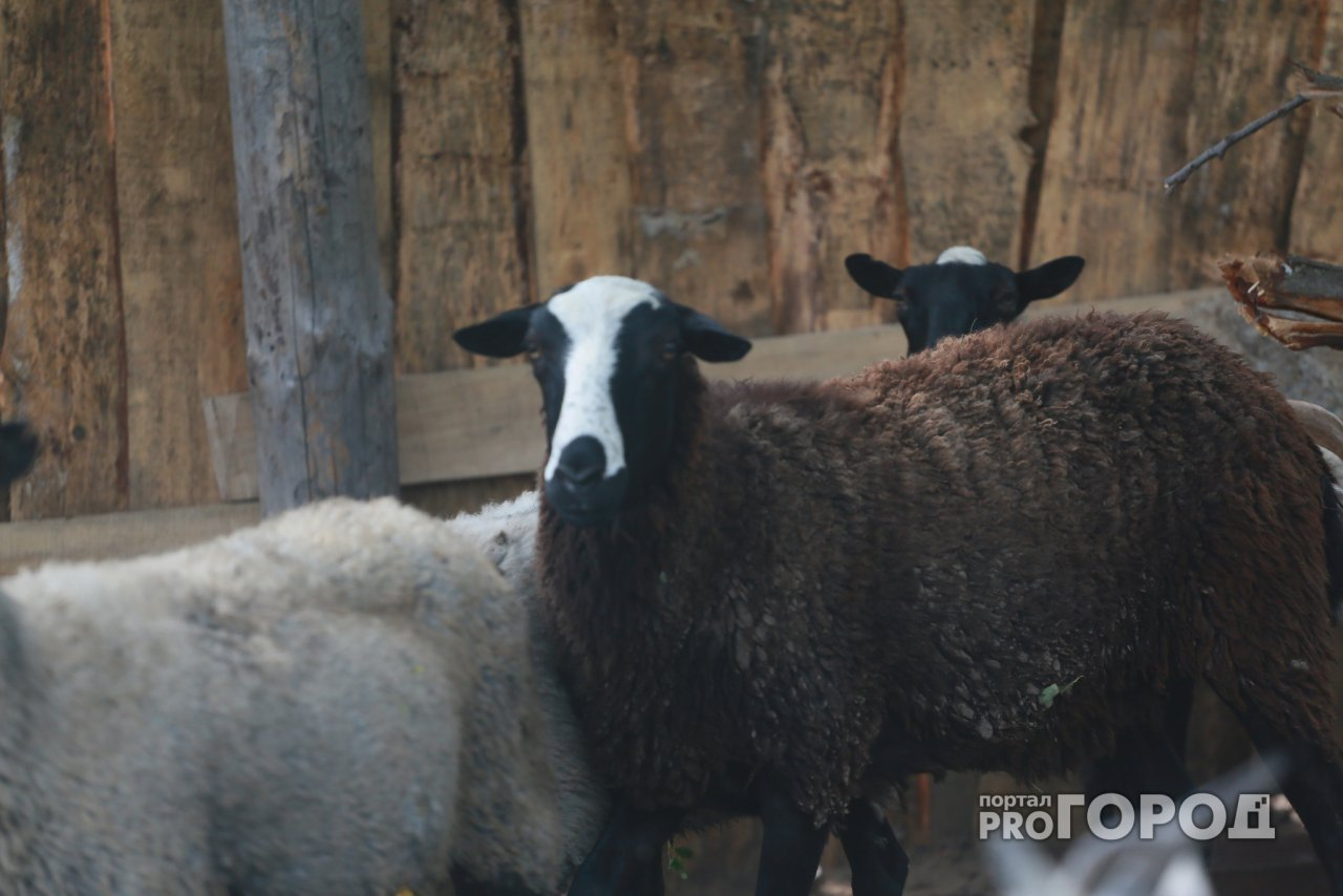 «Когда желание подкреплено финансовой поддержкой – можно многого достичь»: две тысячи социальных контрактов заключено с кировчанами