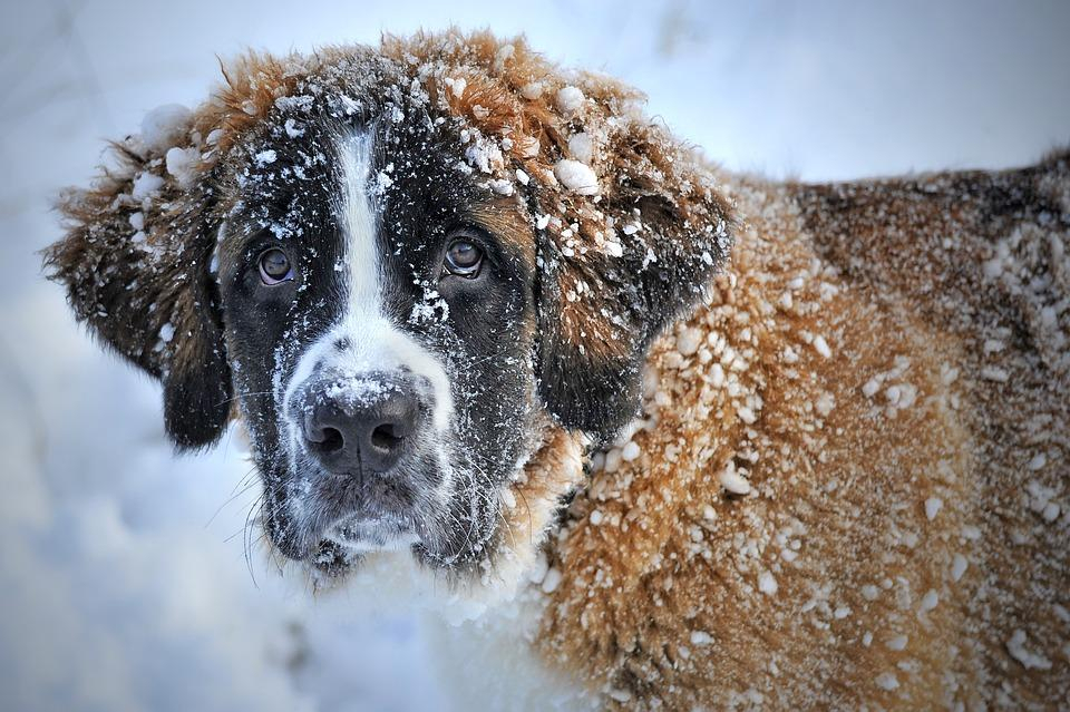 Где хоронить животных зимой?